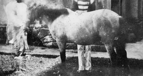 Old timey black and white picture. A horse stands by some kind of shed. The picture is insanely grainy. The horse face is ruined by an aberration in the film. Behind the horse we can see someone's legs but not their face.